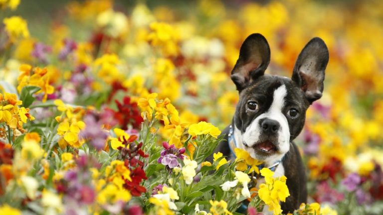 Alergias em pets na primavera