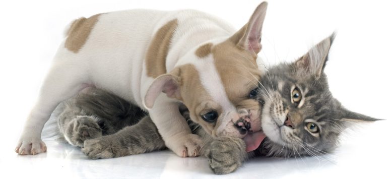 5 dicas para ajudar na prevenção do câncer de mama em cadelas e gatas