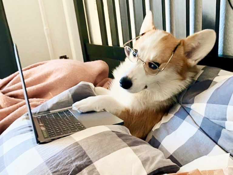 Home office mudou hábitos alimentares dos cachorros