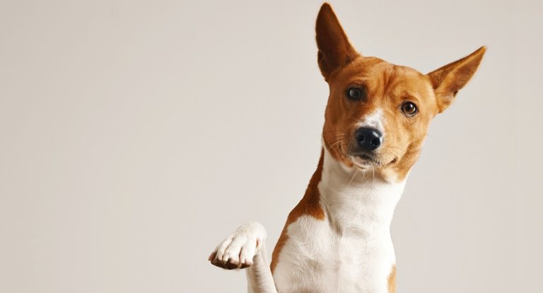 Animais podem ser autores de ações judiciais