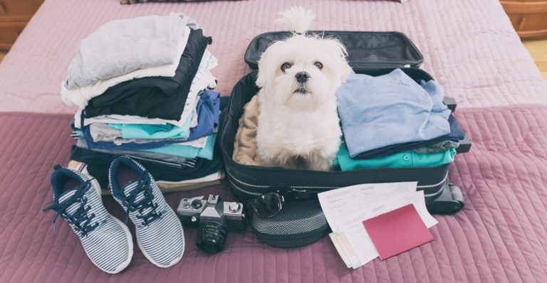 Precisa viajar com o seu pet? Agência de viagens dá dicas para garantir a segurança dos bichinhos durante o transporte aéreo