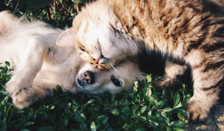 Saúde mental de cães e gatos: você já preocupou com isso?