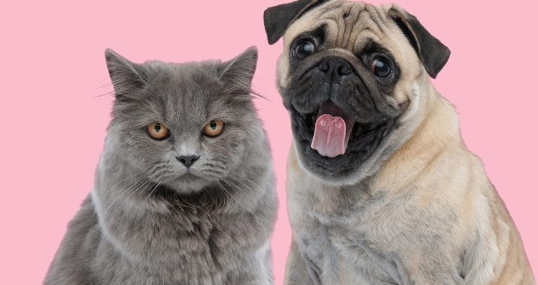Saiba como o câncer pode afetar os pets