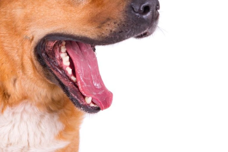 Saiba como cuidar da saúde bucal do seu animal de estimação