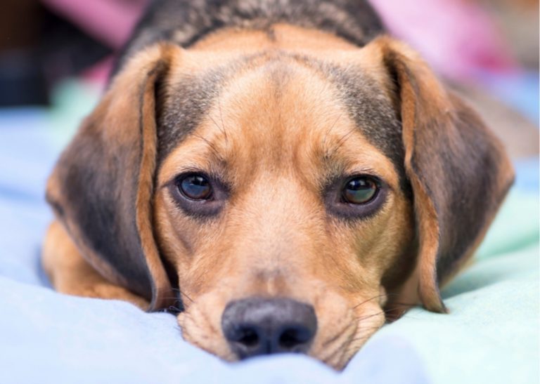 Ansiedade, depressão e autoflagelo em PETs – Como diferenciar e buscar ajuda