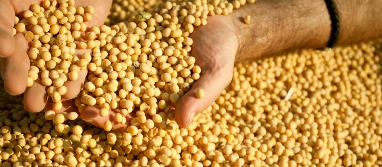 A importância da soja para o Brasil