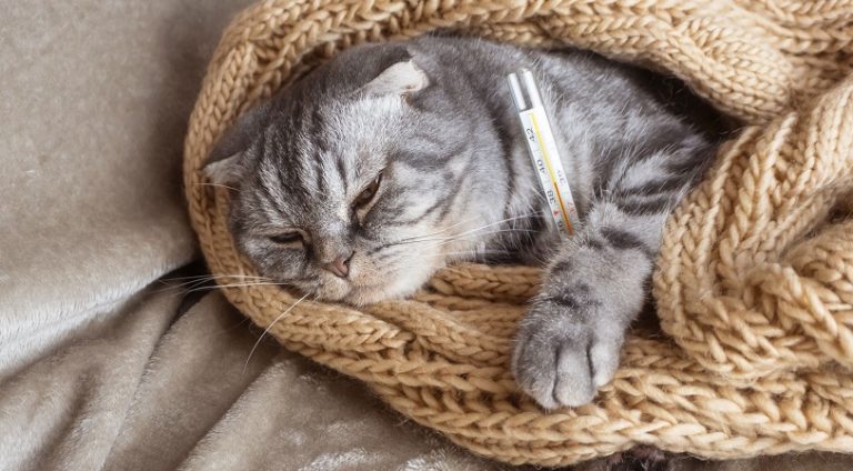 Pets no inverno: especialista da Una Uberlândia alerta sobre as principais doenças e seus sintomas