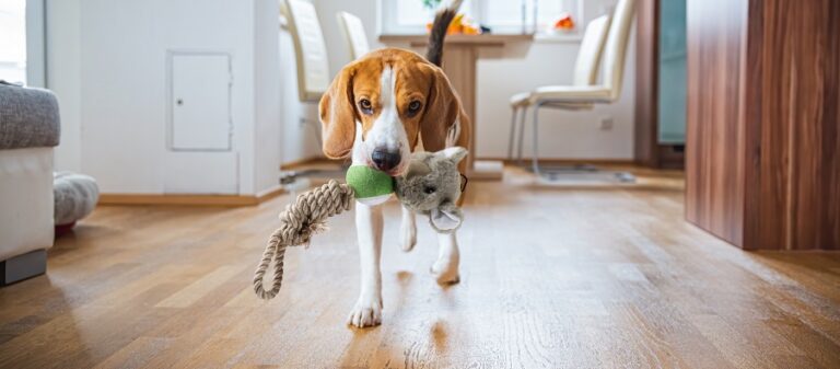 Aromaterapia para animais: ideal para auxiliar seu bichinho em situações de ansiedade e estresse