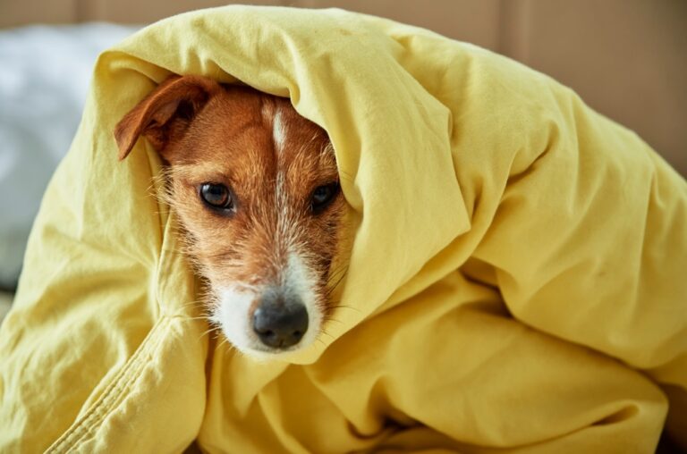 Cuidados com os pets no inverno: alimentação e imunidade são alguns dos pontos de atenção nos dias mais frios