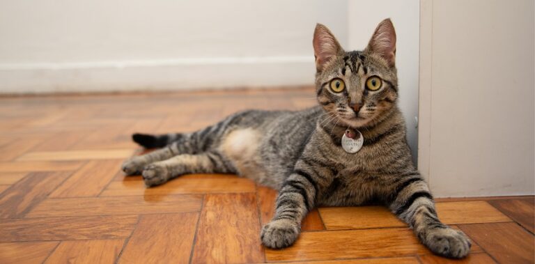 Dia Internacional do Gato: conhecer hábitos e gostos é o primeiro passo para uma boa saúde