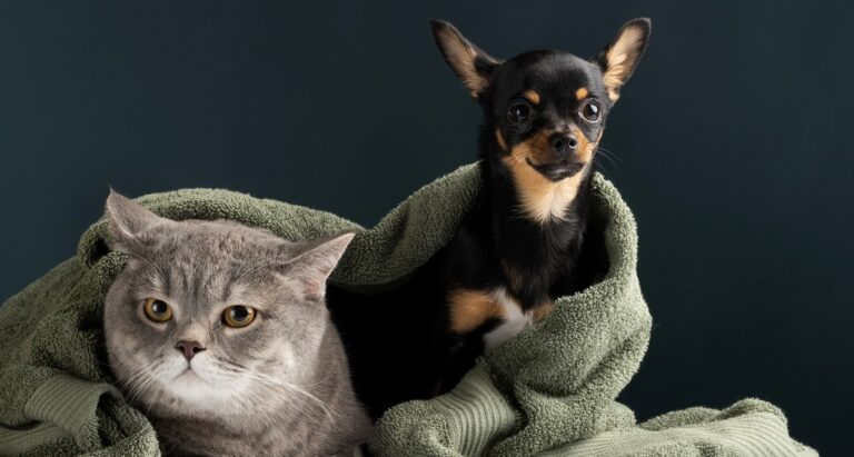 Cães e gatos podem sofrer de doença semelhante ao Alzheimer; saiba mais