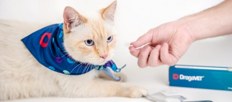 Gatos com FIV ou FeLV podem ter uma boa qualidade de vida?