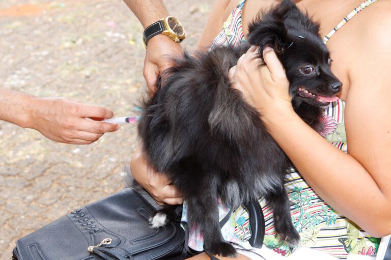 Vacinação antirrábica começa na zona urbana de Uberlândia