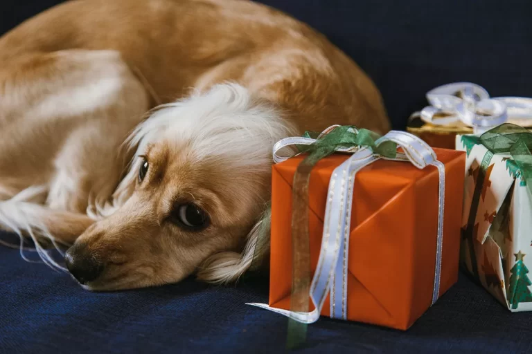 Cachorro não é presente: porque devemos acabar com essa cultura