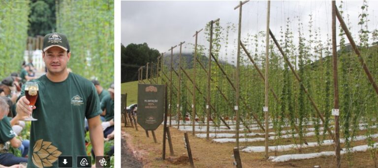 Grupo Petrópolis é destaque nacional no cultivo de lúpulo no Brasil