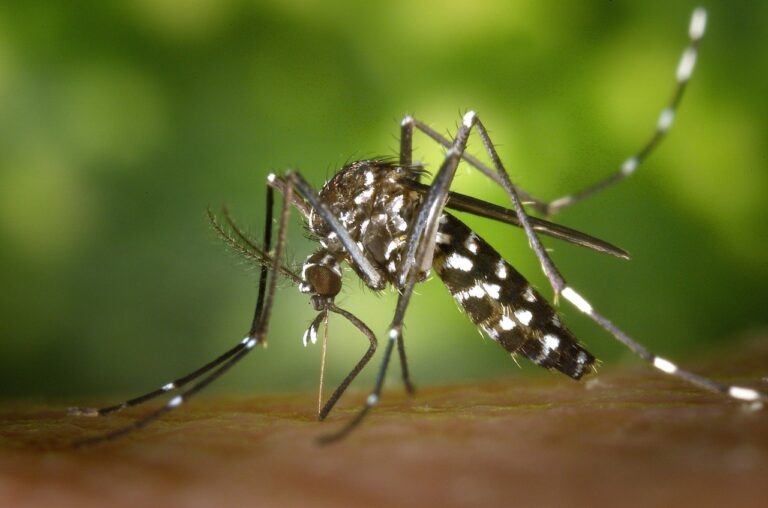 Número de mortes por dengue no país em 2022 é o maior em seis anos