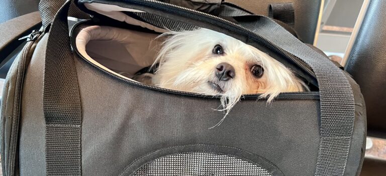 Como levar o pet na cabine do avião? Veja 3 dicas essenciais para planejar o voo com seu animal
