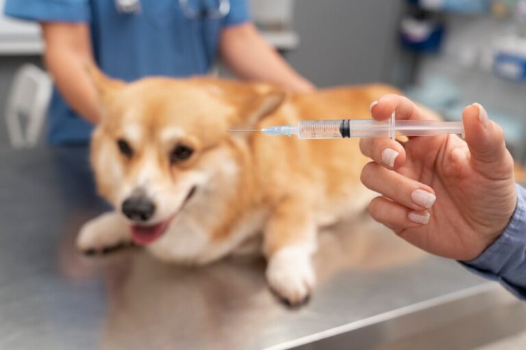 Pet imunizado: entenda a importância da vacinação e os cuidados que envolvem este processo