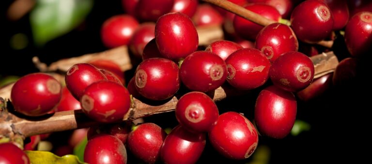 Cafés do 10º Prêmio Região do Cerrado Mineiro serão lançados em Curitiba