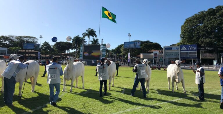 Primeira exposição ouro do Ranking Nelore 2022/2023 ocorre durante a Femec