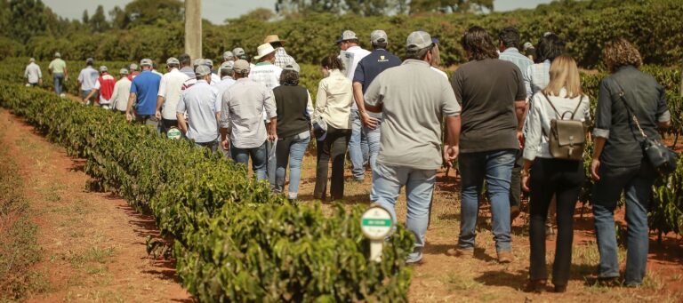 Resultados da quarta colheita de safra do Projeto Unidades Demonstrativas de Café para o Cerrado Mineiro serão divulgados em maio