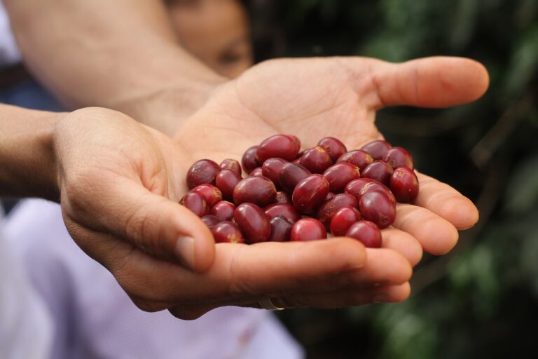 No dia Mundial do Café, Região do Cerrado Mineiro tem muitas conquistas para comemorar