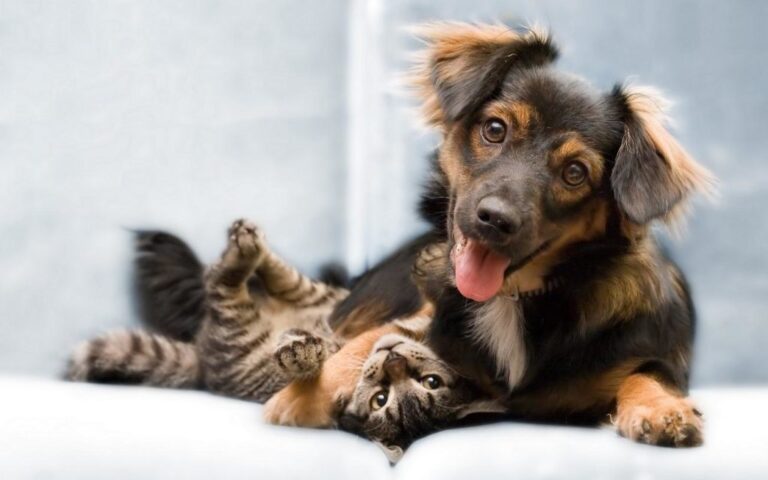 Una realiza campanha de castração em cães e gatos, em Uberlândia