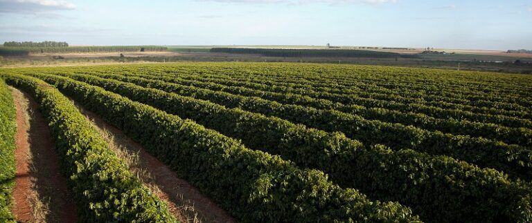 Região do Cerrado Mineiro sedia abertura da safra mineira de café