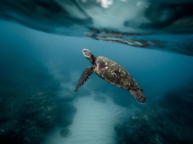 De volta ao mar: tartarugas são devolvidas ao oceano após reabilitação