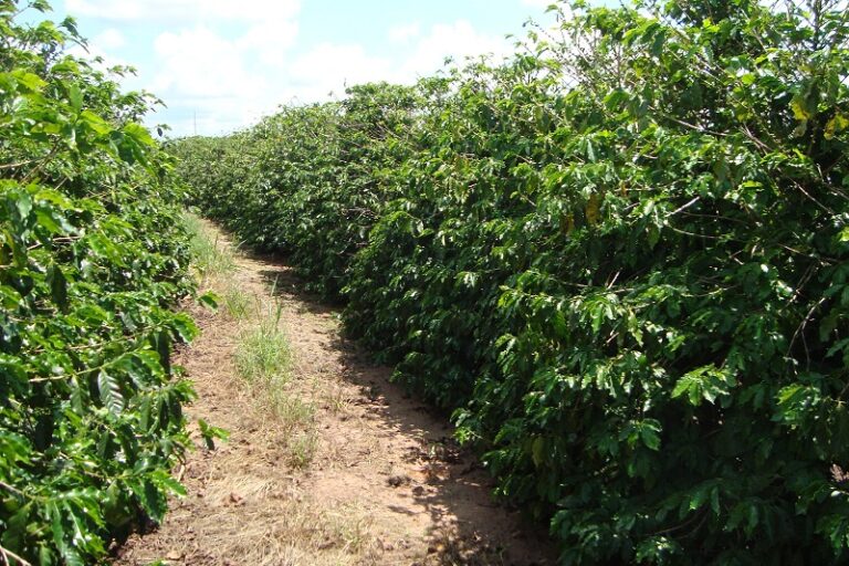 Workshop aborda desafios dos nematoides na cafeicultura do Cerrado