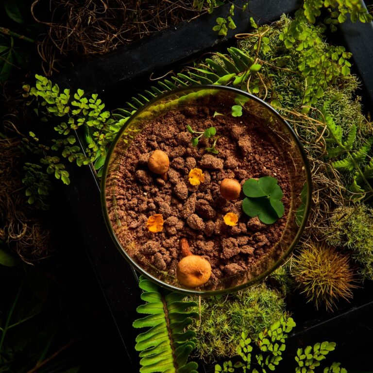 A riqueza da Mata de Pinus é destaque no 5º episódio da série do Restaurante Puriman