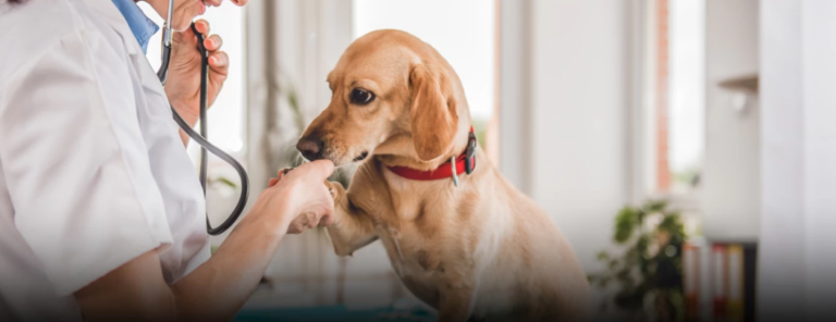 Piodermite em cães e gatos: entenda e importância do diagnóstico e tratamento dessa doença