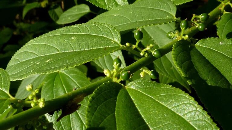 Planta brasileira pode ser outra fonte de canabidiol