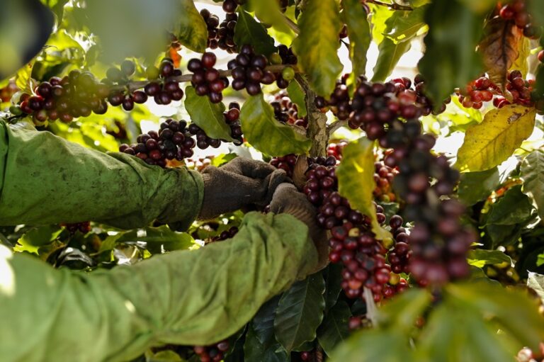 Com foco no mercado internacional, Região do Cerrado Mineiro realiza primeiro Leilão Virtual de Café