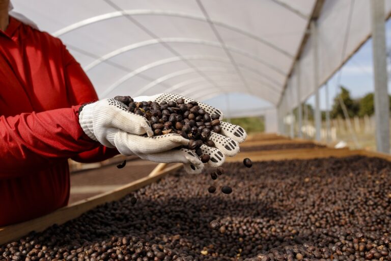 Região do Cerrado Mineiro realiza primeiro Leilão Virtual de Café de 29 de janeiro a 2 de fevereiro