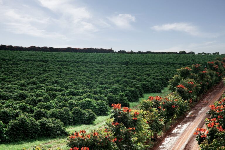 Federação dos Cafeicultores do Cerrado participa do Fórum do Agronegócio Sustentável com Tecnologia e Inovação