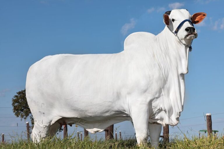 Vaca nelore mais cara do mundo, que fica na Fazenda Napemo, em Uberaba, entra para o Guinness avaliada em R$ 21 milhões