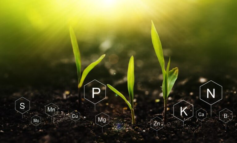 Nutrien inicia comercialização de novas formulações de fertilizantes ricas em magnésio