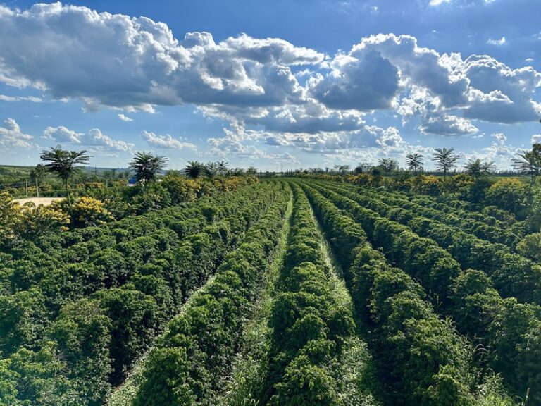 Região do Cerrado Mineiro tem maior área de cafeicultura regenerativa do Brasil