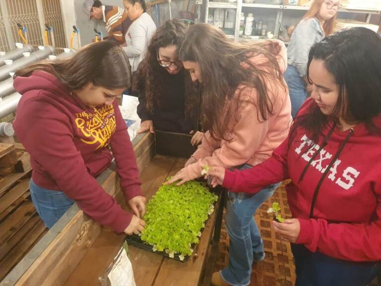 Una Uberlândia investe no cultivo de hortaliças hidropônicas para destinação a escolas