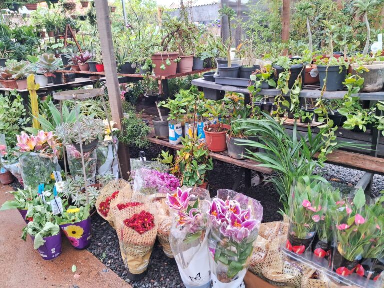 Feira de Plantas do Grupo Luta Pela Vida acontece na próxima terça-feira (19)