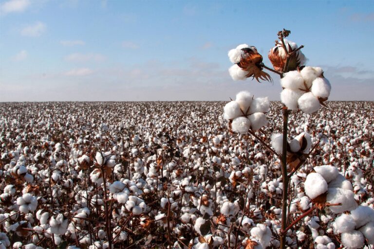A importância da cultura algodoeira no Brasil e em Minas Gerais: uma força econômica e social