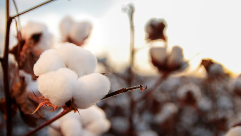 Fechamento do mês do algodão: Brasil lidera exportações mundiais e Minas Gerais avança com sustentabilidade