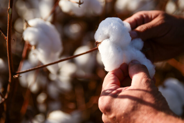 Como o algodão brasileiro pode enfrentar os desafios climáticos e manter a competitividade global