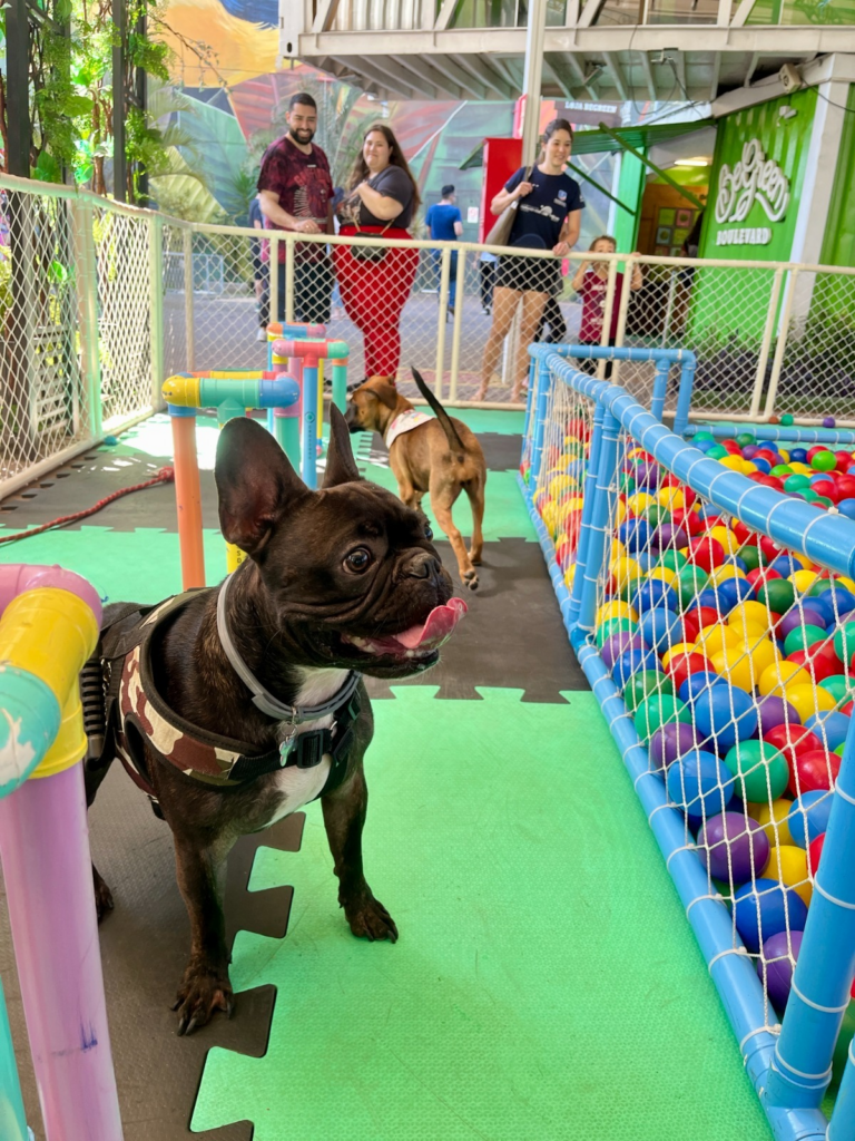 Cãominhada e Arena Cross Dog Levam Diversão Gratuita Para os Pets no Shopping Cidade