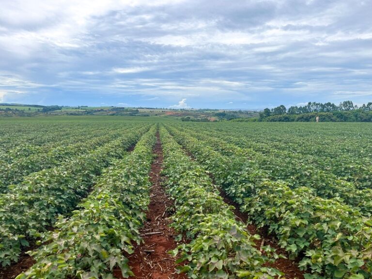 Minas Gerais amplia área plantada de algodão em 34%, mas seca ameaça a produtividade