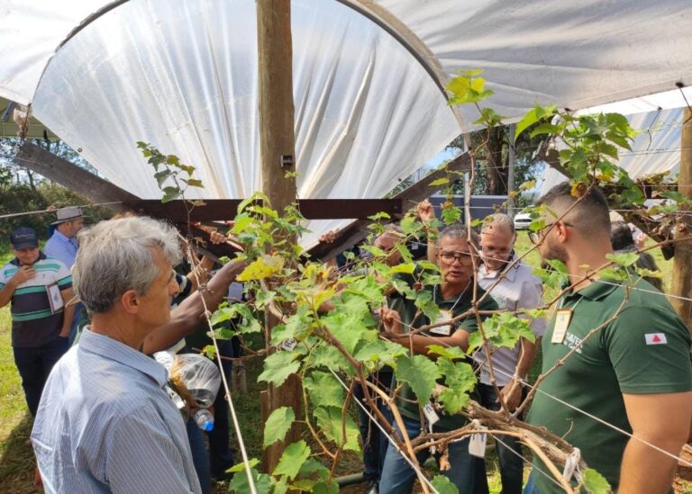 Dia de Campo abre programação sobre vitivinicultura