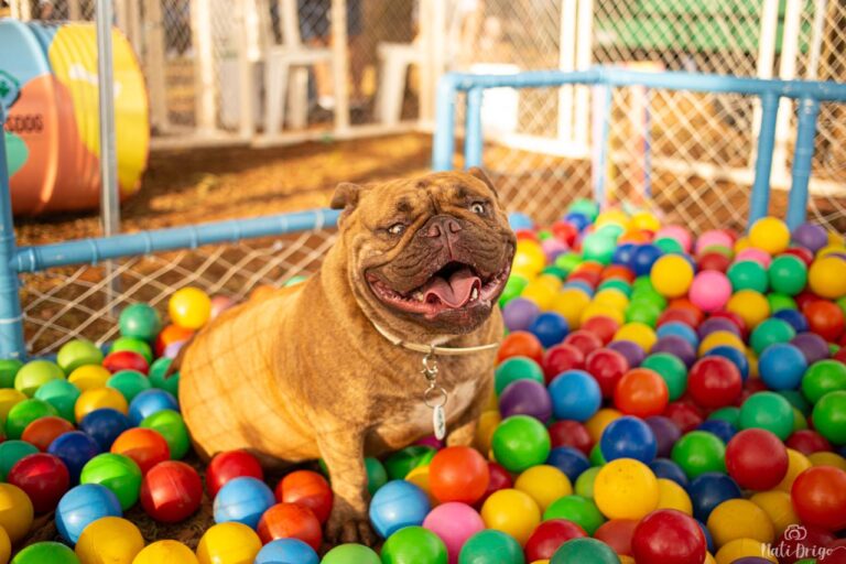 Arena CrossDog coloca Uberlândia na mira para transformar cidade em palco de experiências pet-friendly