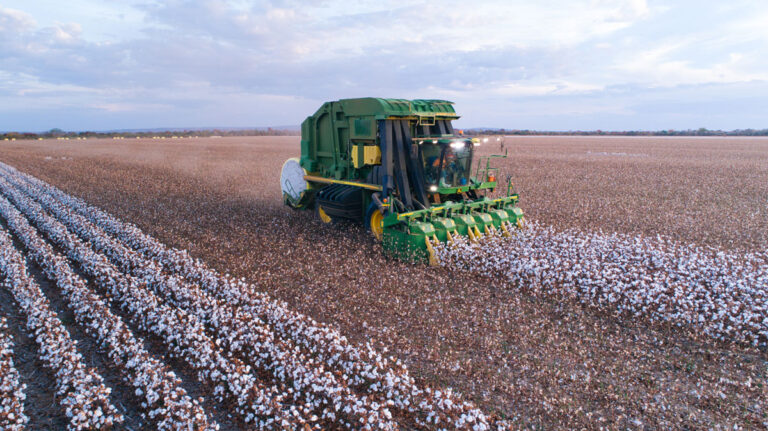 Vazio Sanitário do Algodão 2025: prazos, obrigações e recomendações técnicas para cotonicultores de Minas Gerais