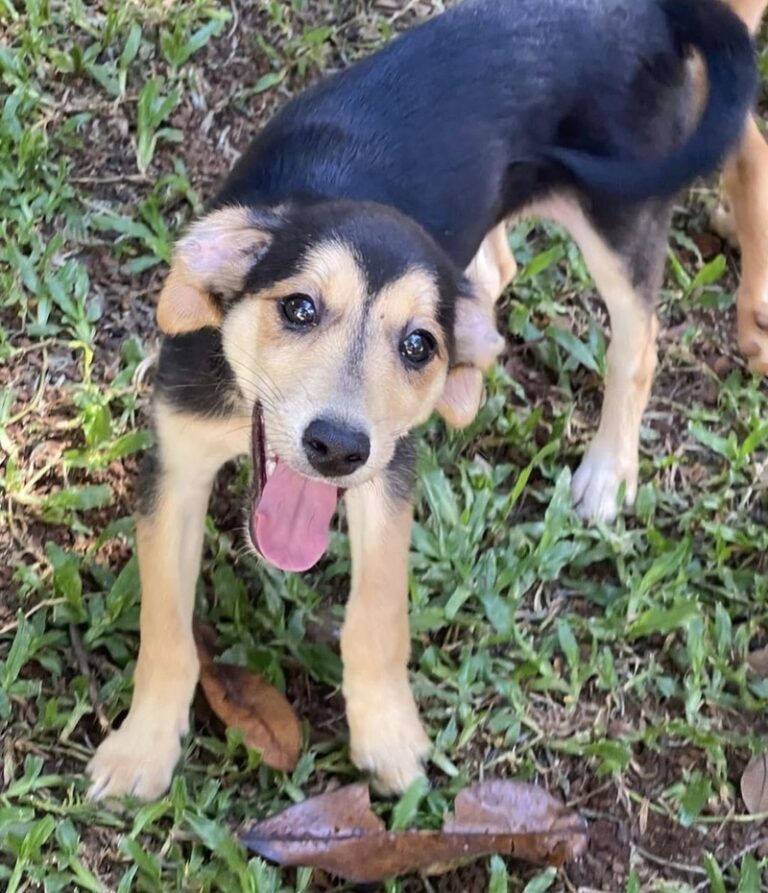 ONG Aliança com a Vida reforça importância da adoção responsável e da consciência social